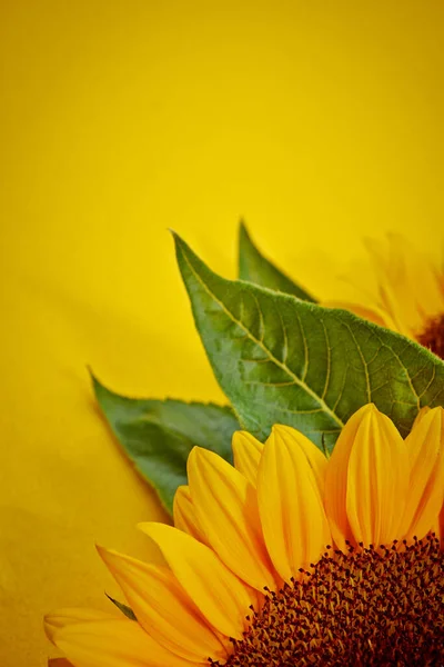 Sarı Arkaplanda Ayçiçekleri — Stok fotoğraf