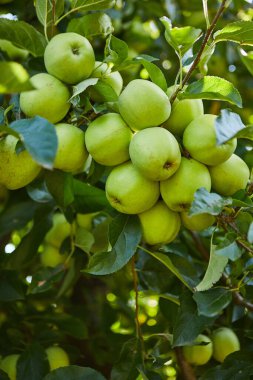 Bir daldaki yeşil elmalar hasat edilmeye hazır, açık havada, seçici bir odak