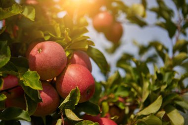 Elma bahçesindeki bir ağaç dalından sarkan parlak lezzetli elmalar