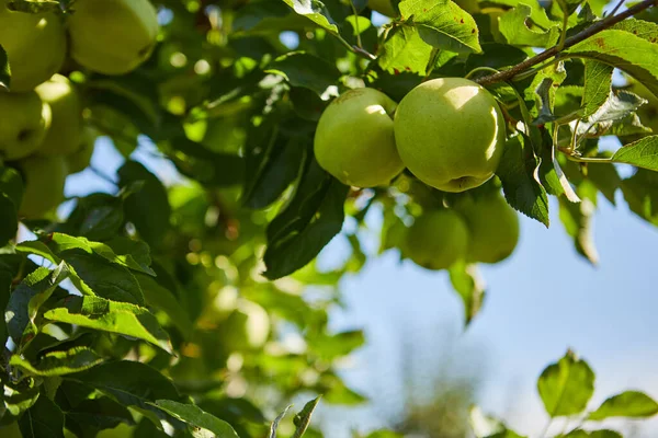 Bir daldaki yeşil elmalar hasat edilmeye hazır, açık havada, seçici bir odak