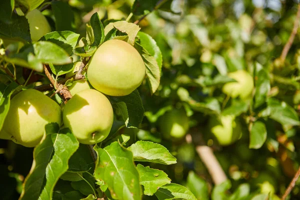 Green Apples Branch Ready Harvested Outdoors Selective Focus — Stock Photo, Image