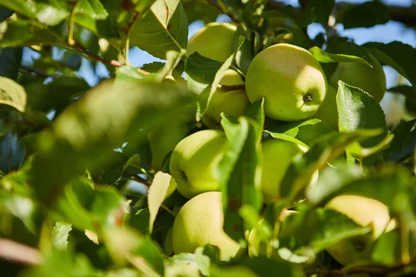 Green Apples Branch Ready Harvested Outdoors Selective Focus — Stock Photo, Image