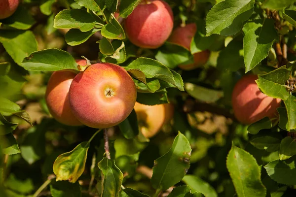 Shiny Delicious Apples Hanging Tree Branch Apple Orchard — Stock Photo, Image