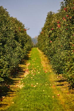 Meyve bahçesinde, hasat için hazır bir olgun elmanın fotoğrafı. Sabah çekimi.