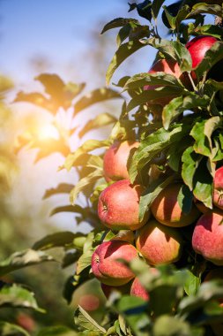 Meyve bahçesinde, hasat için hazır bir olgun elmanın fotoğrafı. Sabah çekimi.
