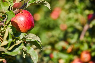 Meyve bahçesinde, hasat için hazır bir olgun elmanın fotoğrafı. Sabah çekimi.