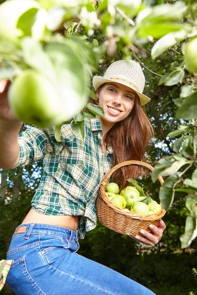 Genç bir kadın, güneşli bir yaz gününde bir elma ağacından elma topluyor.