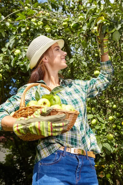 Mujer Joven Una Escalera Recogiendo Manzanas Manzano Hermoso Día Soleado —  Fotos de Stock