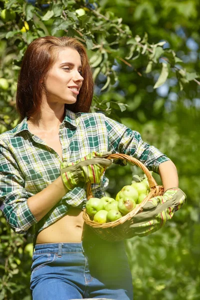 若いです女性アップ上のはしごを選ぶリンゴの木から美しい晴れた夏の日に — ストック写真