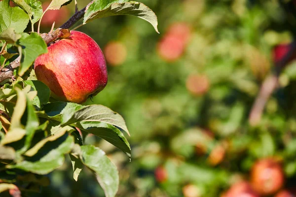 Meyve bahçesinde, hasat için hazır bir olgun elmanın fotoğrafı. Sabah çekimi.