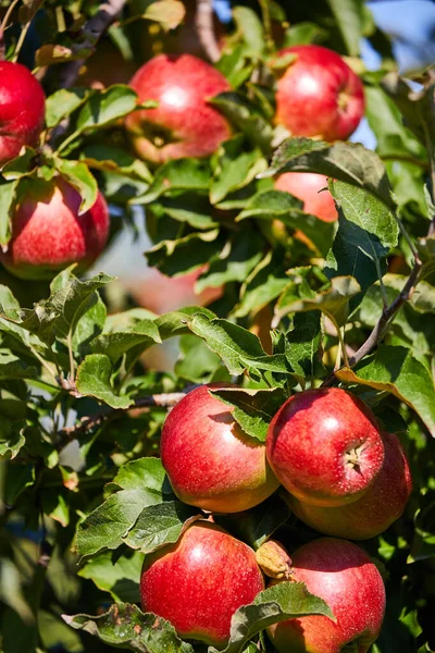 Picture Ripe Apples Orchard Ready Harvesting Morning Shot — Stock Photo, Image