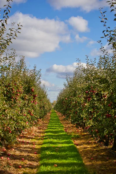 Zdjęcie Dojrzałych Jabłek Sadzie Gotowy Zbioru Poranne Ujęcie — Zdjęcie stockowe