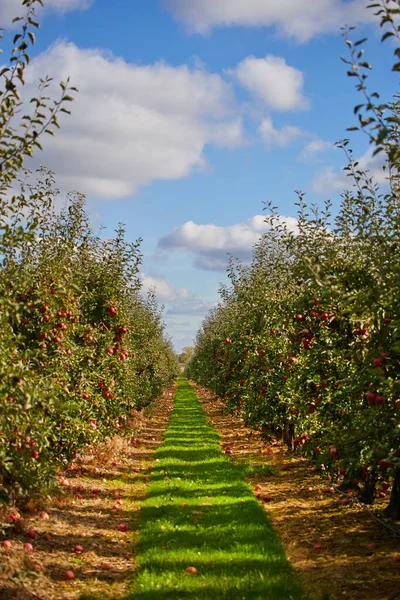 Picture Ripe Apples Orchard Ready Harvesting Morning Shot — Stock Photo, Image