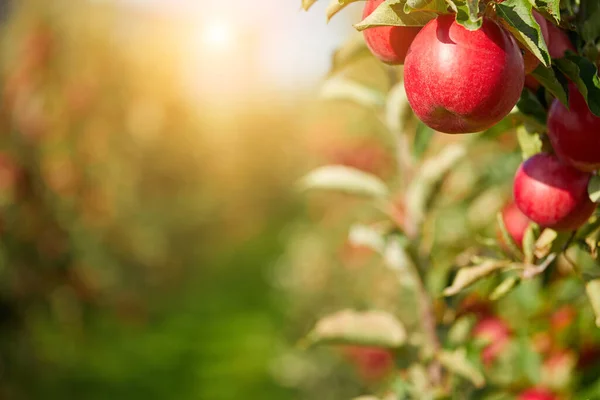 Ağaçtaki Elmalar — Stok fotoğraf