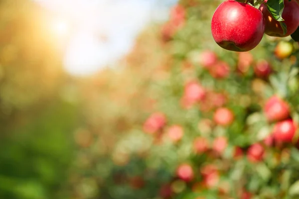 Äpplen Trädet — Stockfoto