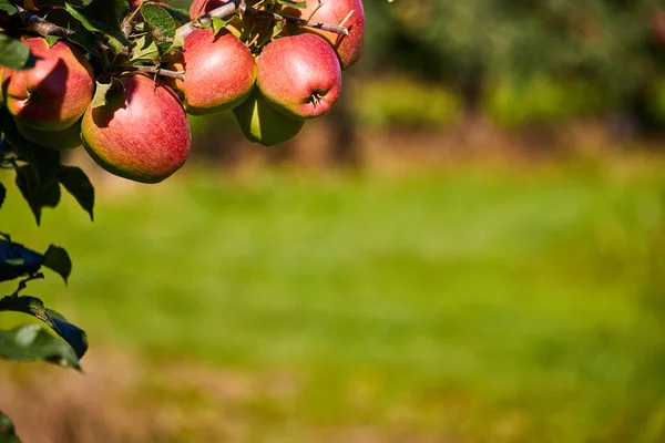 Manzanas Árbol —  Fotos de Stock