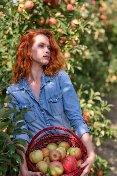 Mujer Pelirroja Con Una Cesta Manzanas Huerto —  Fotos de Stock