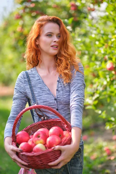 Roodharige Vrouw Plukt Rijpe Biologische Appels Houten Mand Boomgaard Boerderij — Stockfoto