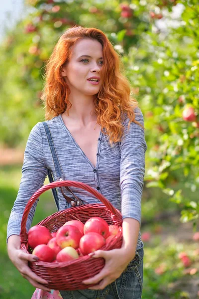 Femme Rousse Cueillette Pommes Biologiques Mûres Dans Panier Bois Dans — Photo