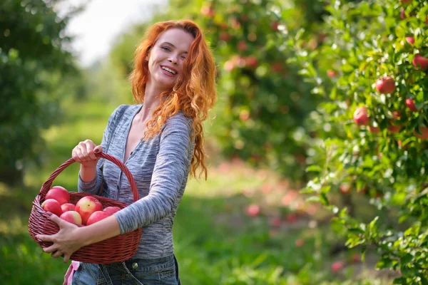 果樹園や秋の日に農場で木のバスケットに熟した有機リンゴを選ぶ赤毛の女性 — ストック写真