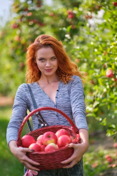 果樹園や秋の日に農場で木のバスケットに熟した有機リンゴを選ぶ赤毛の女性 — ストック写真