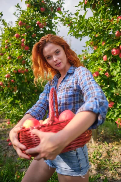 Руда Жінка Збирає Стиглі Органічні Яблука Дерев Яному Кошику Саду — стокове фото