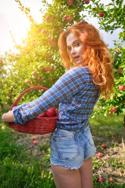 Рыжая Женщина Собирает Спелые Органические Яблоки Деревянной Корзине Саду Ферме — стоковое фото