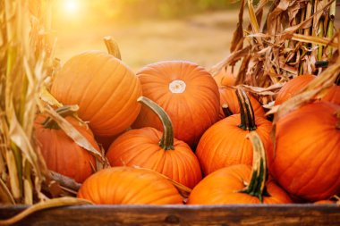 Güneşli bir günde saman ya da saman yığınında portakal Cadılar Bayramı balkabakları, sonbahar gösterisi
