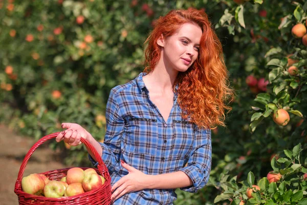 一个拿着篮子的年轻女子在果园里摘苹果 — 图库照片