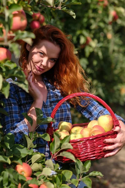 Een Jonge Vrouw Met Een Mand Verzamelt Appels Boomgaard — Stockfoto