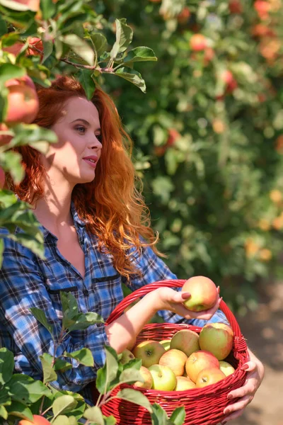 Une Jeune Femme Avec Panier Recueille Des Pommes Dans Verger — Photo