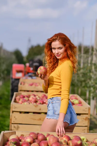 籠を持った若い女が果樹園でりんごを集める — ストック写真