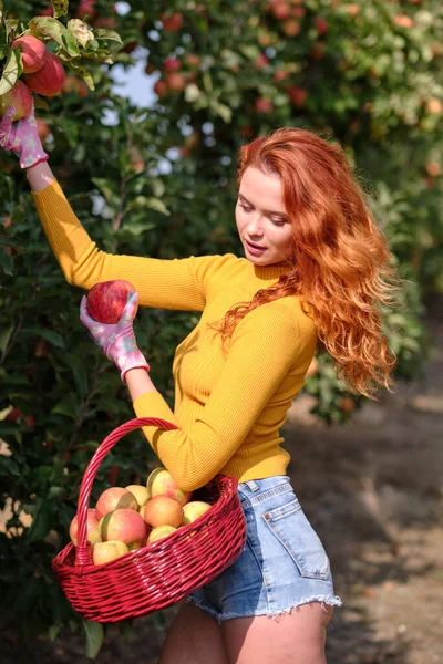 Une Jeune Femme Avec Panier Recueille Des Pommes Dans Verger — Photo