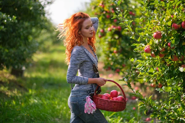 Молода Жінка Кошиком Збирає Яблука Саду — стокове фото