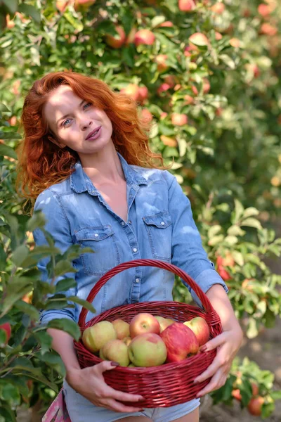 美しい若い女性は秋の日に果樹園や農場でバスケットに熟した有機リンゴを選ぶ — ストック写真