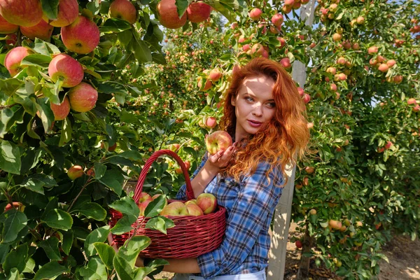 美しい若い女性は秋の日に果樹園や農場でバスケットに熟した有機リンゴを選ぶ — ストック写真