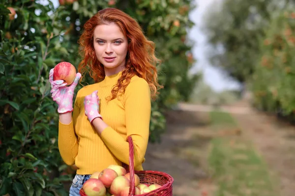 Hermosa Joven Recogiendo Manzanas Orgánicas Maduras Cesta Huerto Granja Día — Foto de Stock
