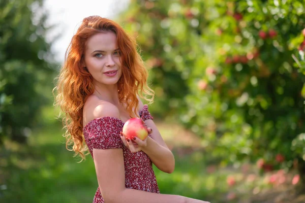 Piękna Młoda Kobieta Zbierająca Dojrzałe Organiczne Jabłka Koszyku Sadzie Lub — Zdjęcie stockowe