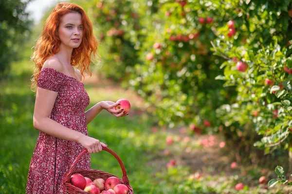 Piękna Młoda Kobieta Zbierająca Dojrzałe Organiczne Jabłka Koszyku Sadzie Lub — Zdjęcie stockowe