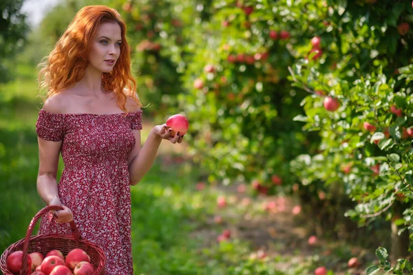 Hermosa Joven Recogiendo Manzanas Orgánicas Maduras Cesta Huerto Granja Día —  Fotos de Stock