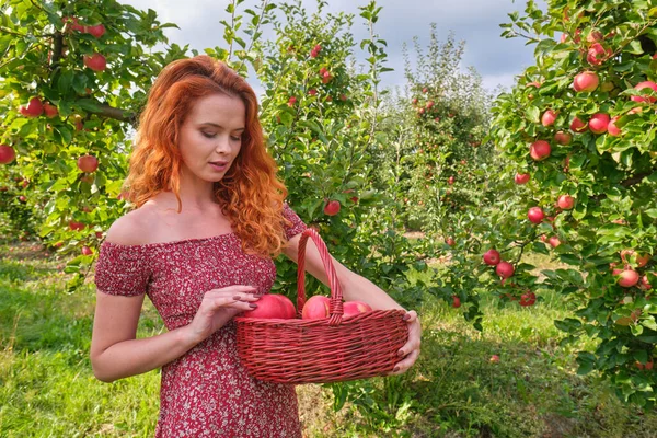 秋天的一天 美丽的年轻女子在果园或农场的篮子里采摘成熟的有机苹果 — 图库照片