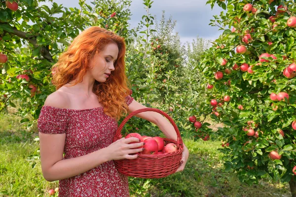 Mooie Jonge Vrouw Plukken Rijpe Biologische Appels Mand Boomgaard Boerderij — Stockfoto