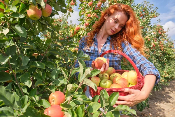 Молода Руда Жінка Допомагає Збирати Яблука — стокове фото
