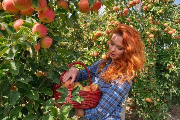 Mujer Pelirroja Joven Ayuda Con Recolección Manzanas —  Fotos de Stock