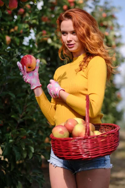 Mujer Pelirroja Joven Ayuda Con Recolección Manzanas —  Fotos de Stock