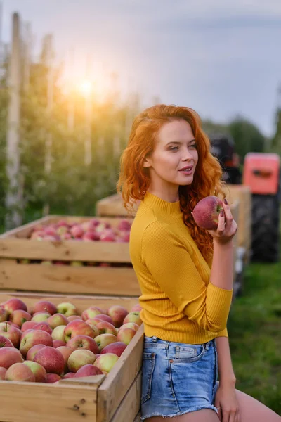 Young Red Haired Woman Helps Picking Apples — Stock Photo, Image