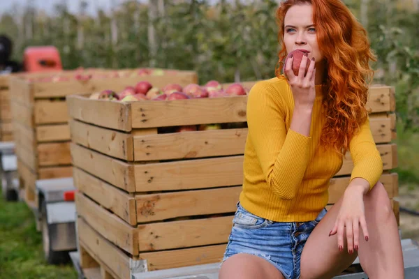 Młoda Rudowłosa Kobieta Pomaga Zbieraniu Jabłek — Zdjęcie stockowe