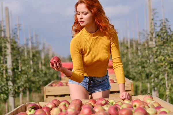 Mujer Pelirroja Joven Ayuda Con Recolección Manzanas —  Fotos de Stock