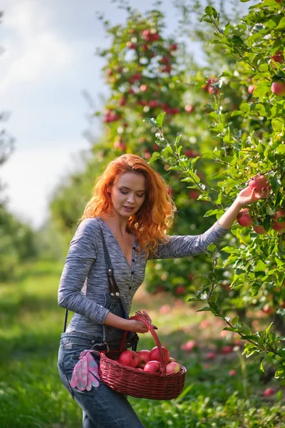 Young Red Haired Woman Helps Picking Apples — Stock Photo, Image