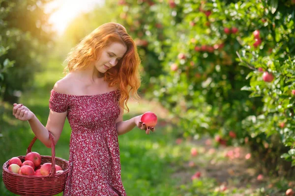 红头发的年轻妇女帮助采摘苹果 — 图库照片